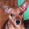 Kircho R Pernik
